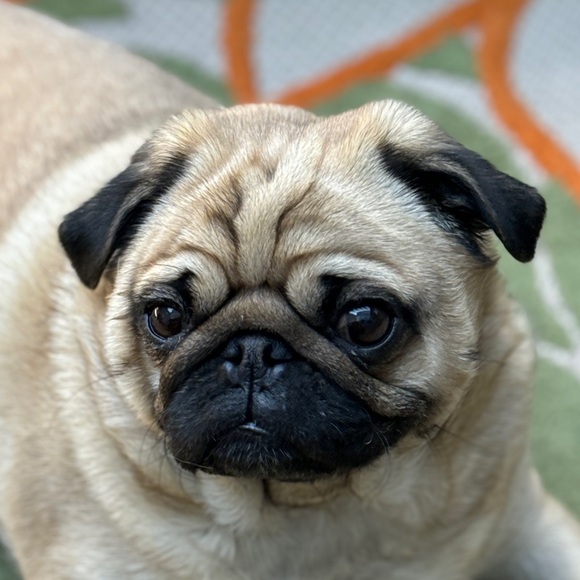 Meet your Posher, Moira Rosie - Picture 1 of 1